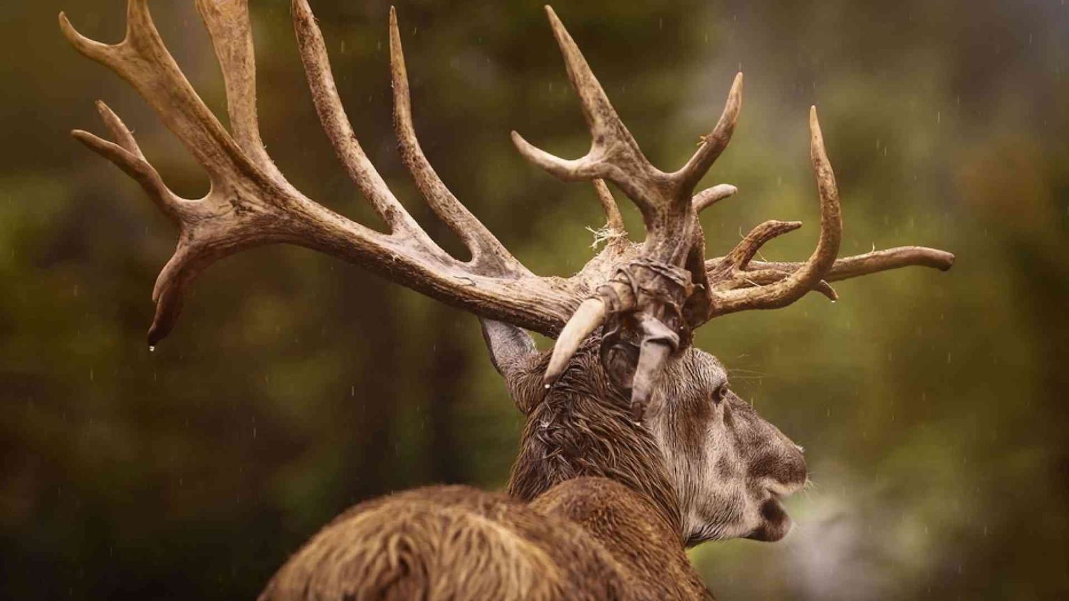 Dal prigioniero al cervo: dilemmi per i beni comuni