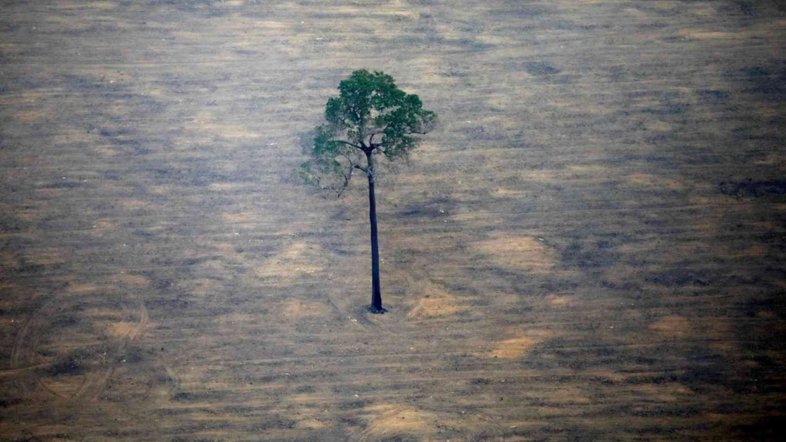 La regola delle quattro «R» per salvare le specie viventi