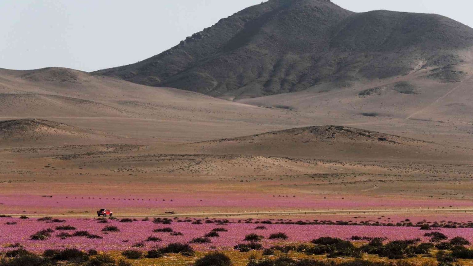 Il cambiamento climatico minaccia le «rose di Atacama»