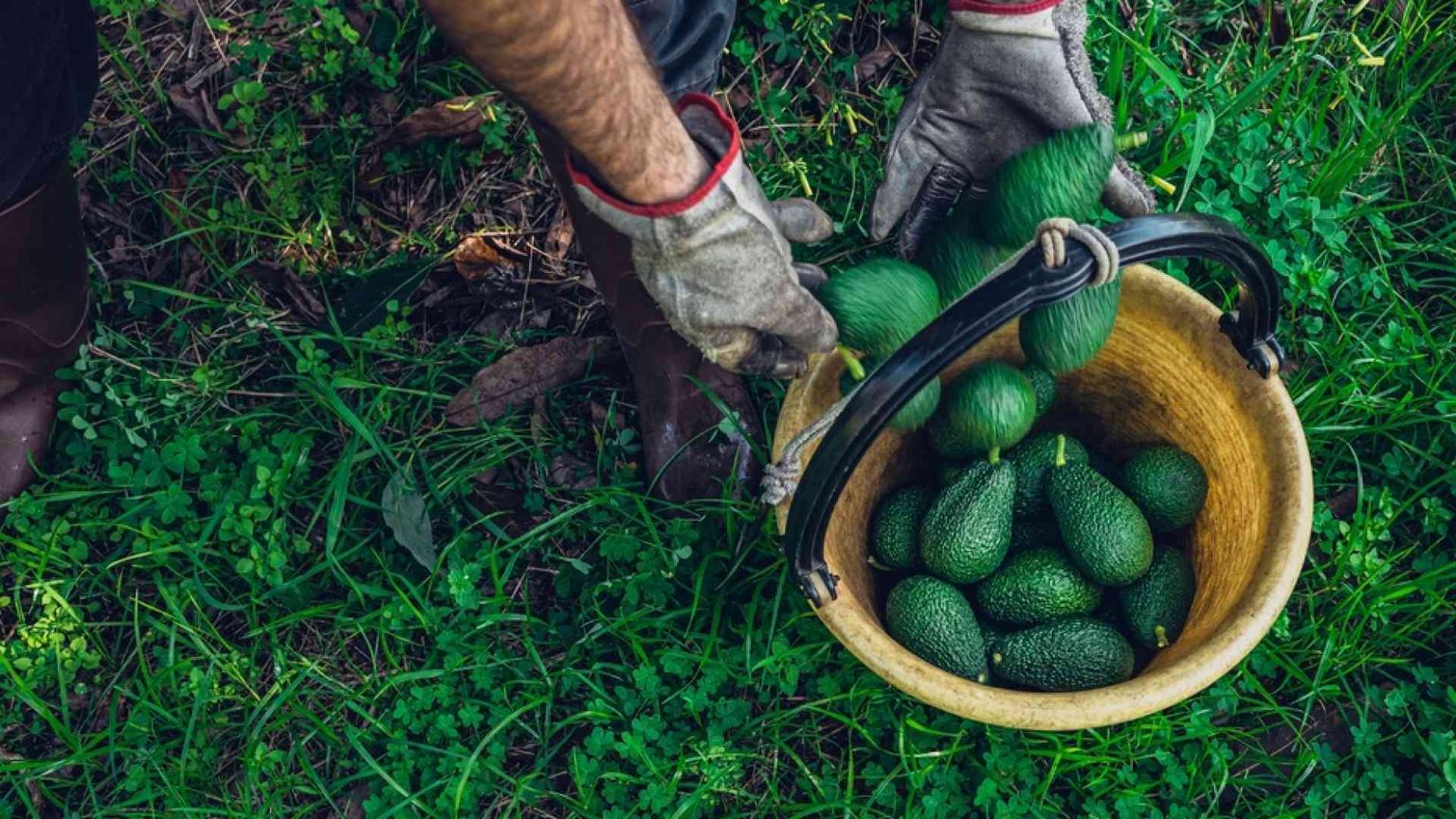 Avocado e banane siciliani, il Made in Italy si fa esotico