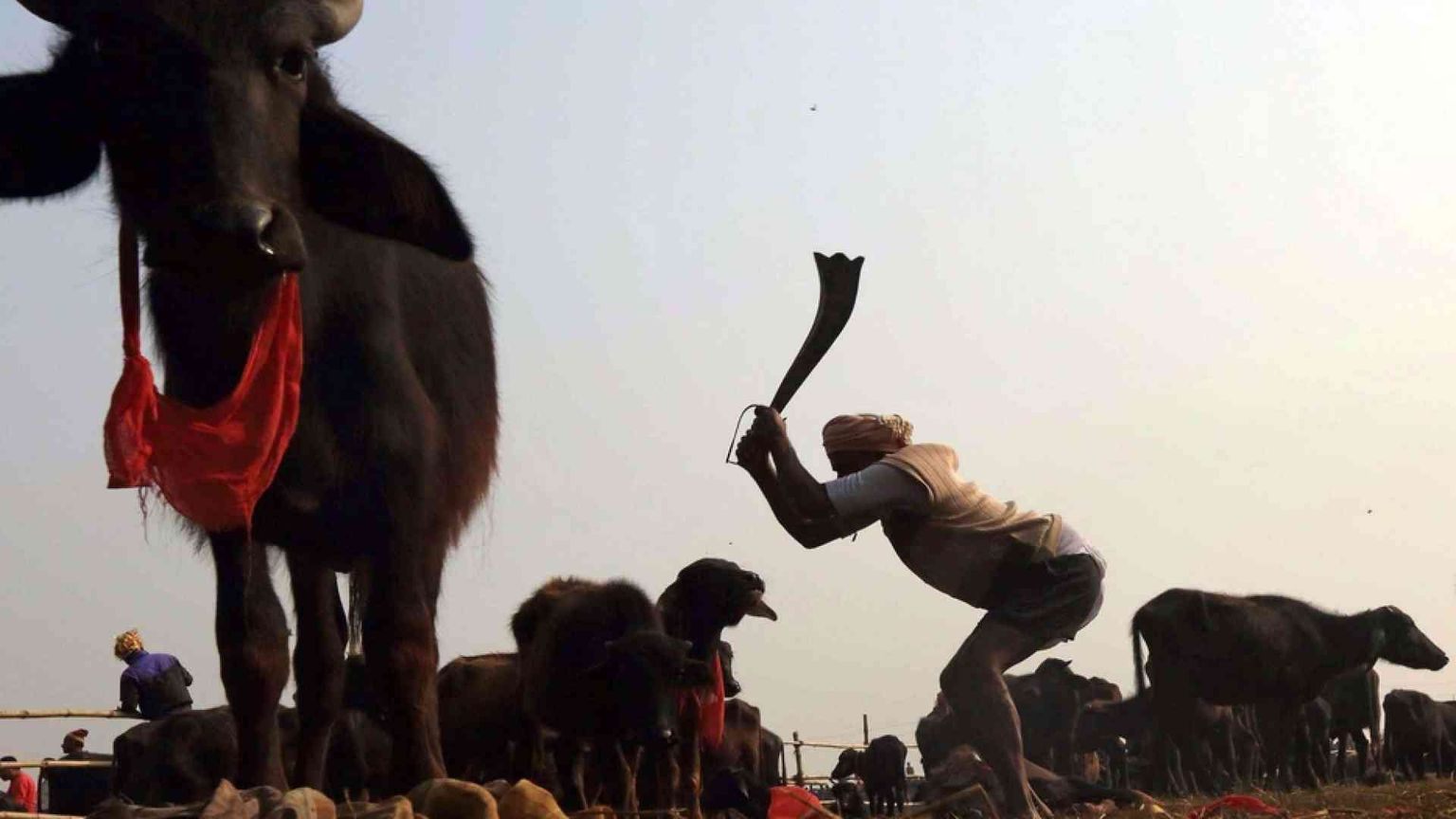 Le assurde mattanze di animali che resistono solo per divertire