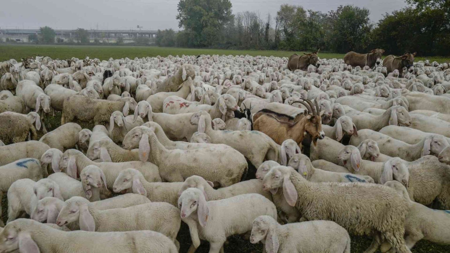 Giornata del Ringraziamento: «Ecologia integrale come stile di vita»