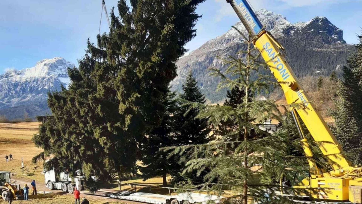 L'albero (113 anni) di Natale di piazza San Pietro arriva da Andalo, Trentino