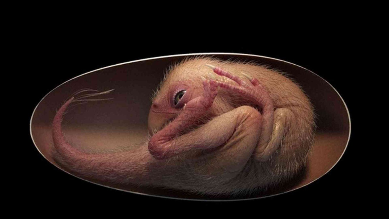 Da un embrione fossile la conferma del nesso tra dinosauri e uccelli