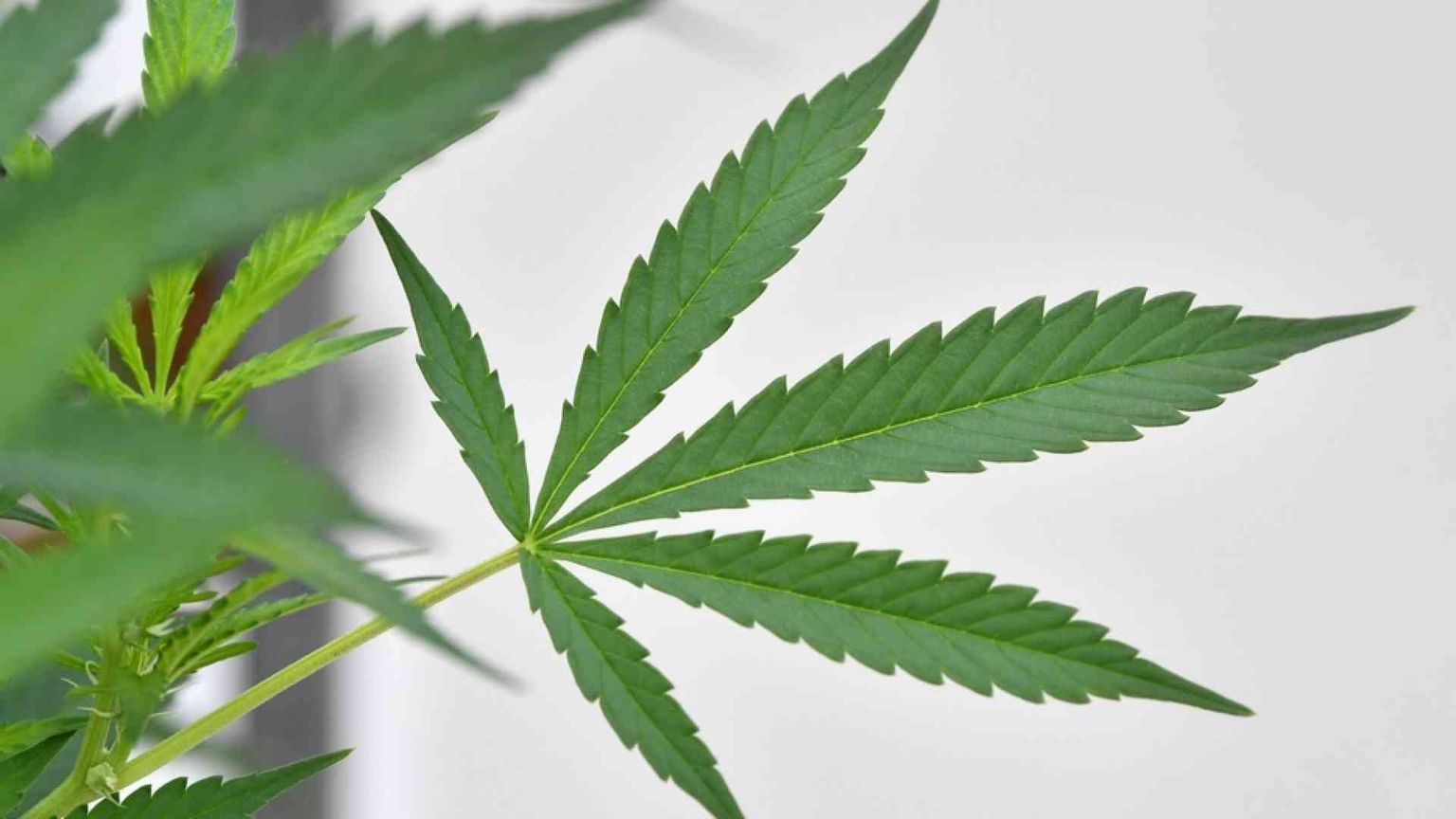 Cannabis «legale»? Webinar e Quaderno di Scienza & Vita