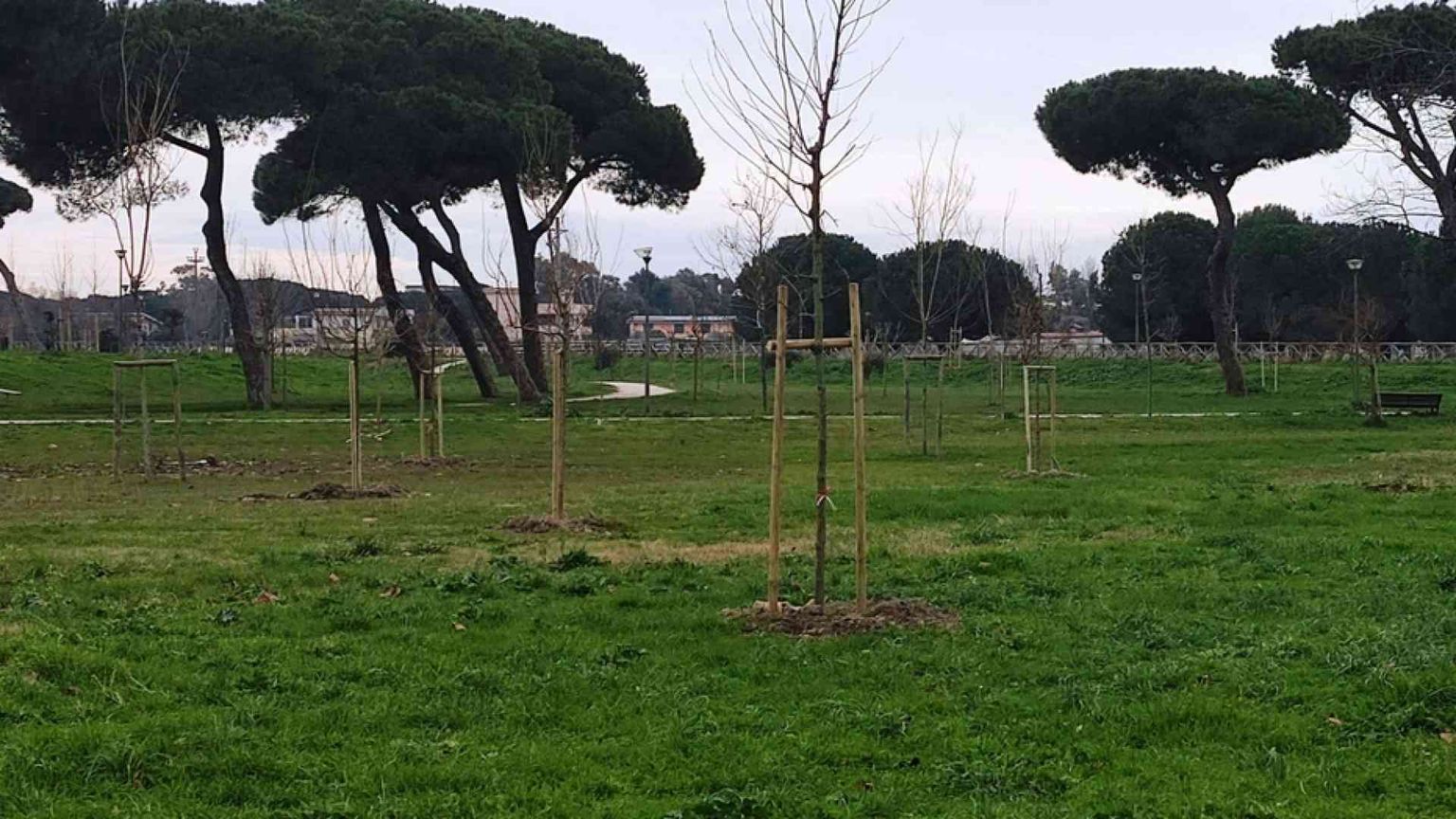 Nella sfida per salvare il clima non ci sono solo alberi caduti