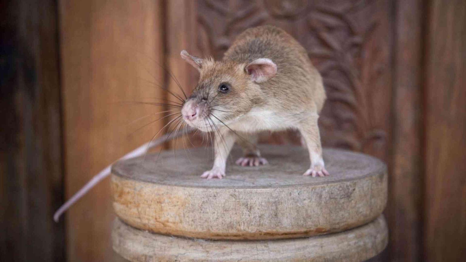 È morto Magawa, il topo che fiutava le mine anti-uomo