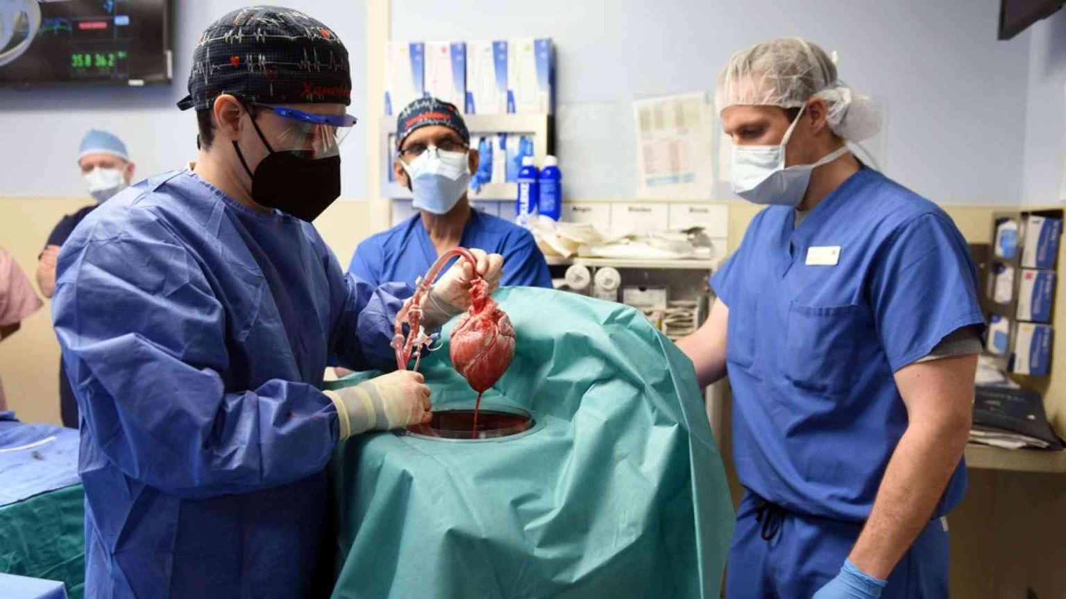 Cuore da un maiale, nuove speranze per i trapianti?