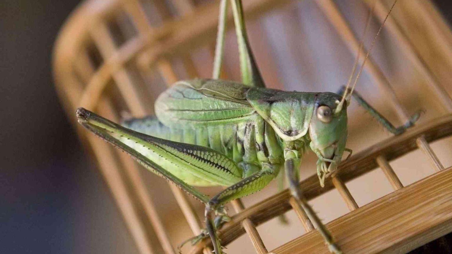 Anche il grillo salterà in padella nell'Unione Europea