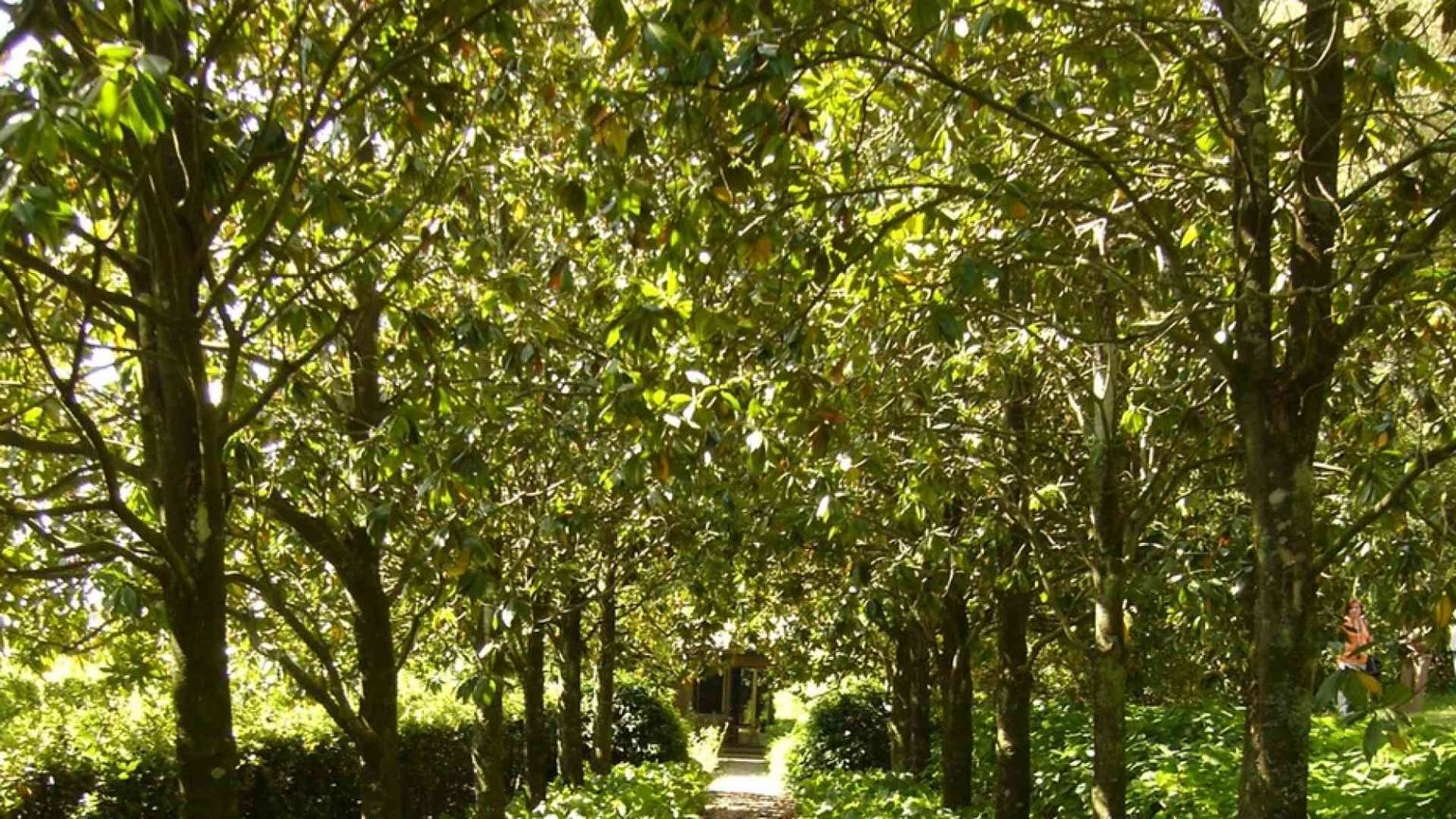 Cooperare come piante, strategia per il futuro