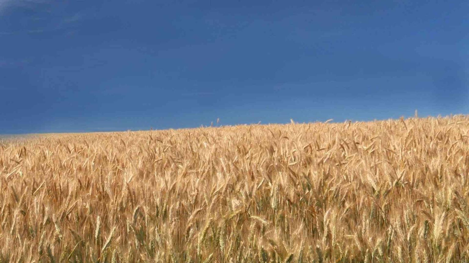 Il granaio d'Europa «brucia»: s'infiammano domanda e prezzi