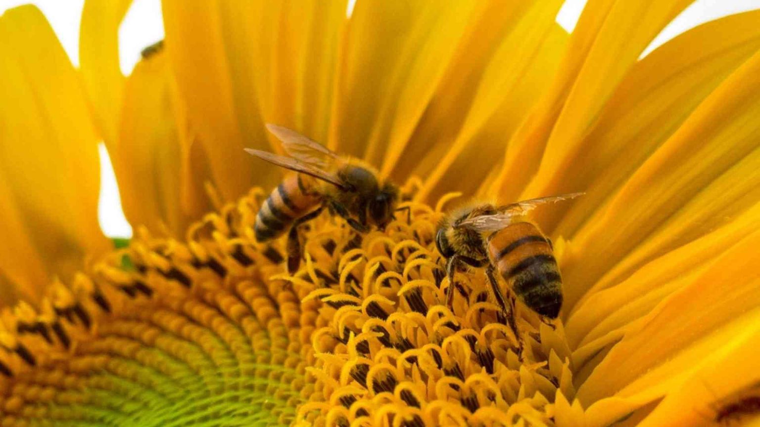 Le api uccise dal cemento. Ma in Toscana c'è chi si ribella