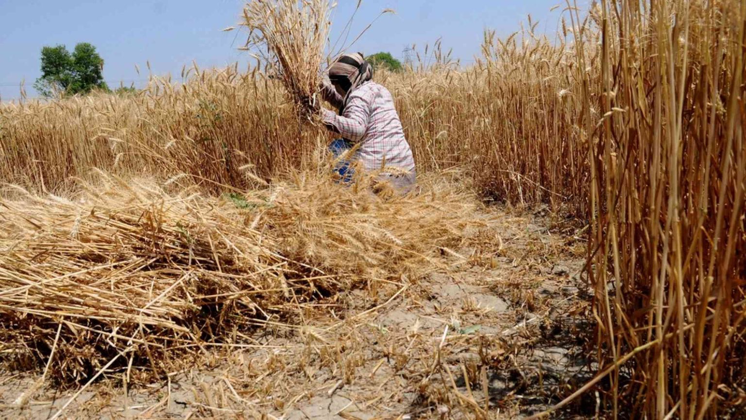 L'India blocca le esportazioni di grano: è allarme mondiale