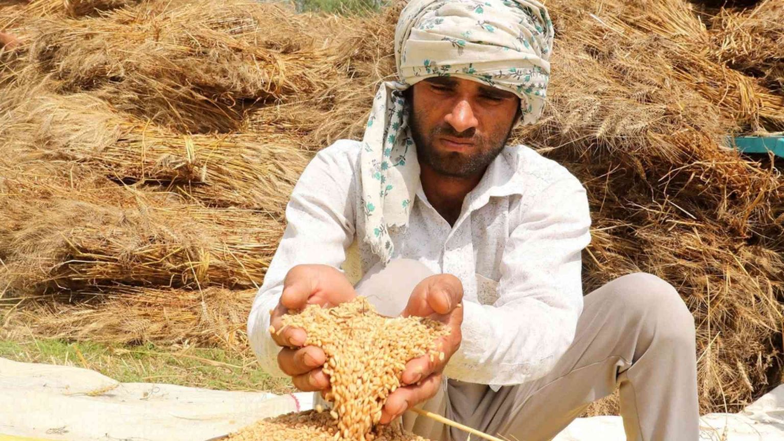 L'India ferma l'export di grano. È sempre più guerra del cibo