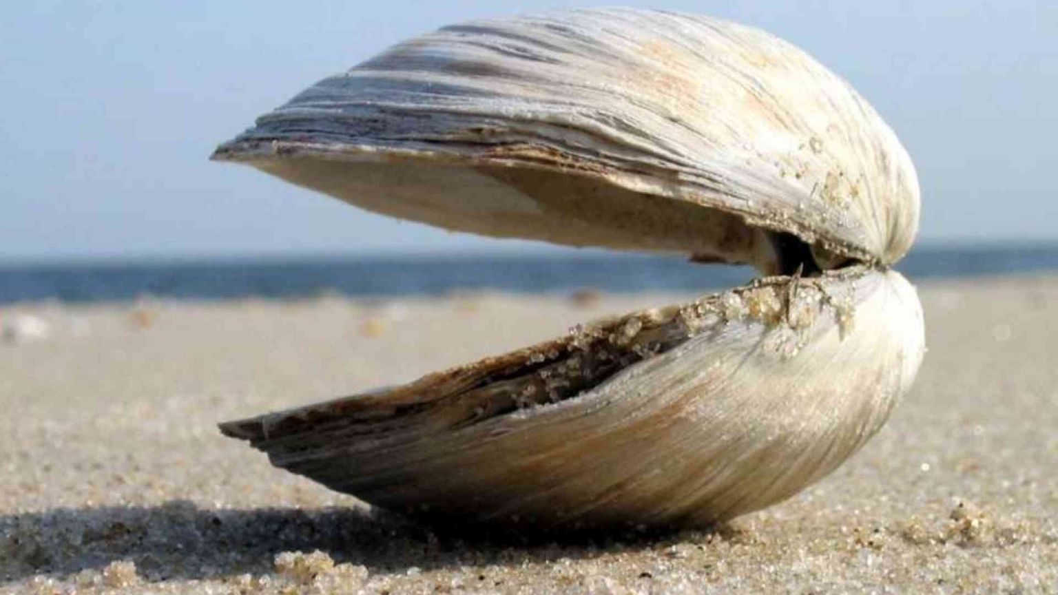 Le vongole, Leibniz e le ambizioni (impossibili) dell'intelligenza artificiale