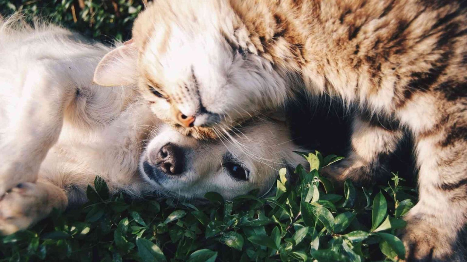 Simbiosi e cooperazione: il buon esempio lo dà la natura