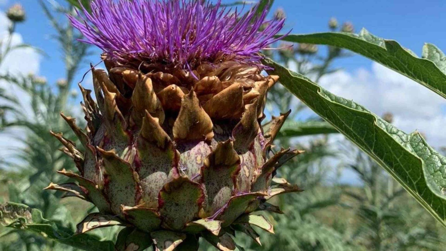 È infestante come la camorra ma il cardo ha cambiato tutto