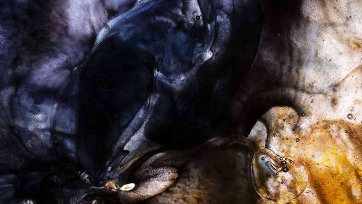 Nelle vetrate di Leonardo Nava l'esperienza della Genesi