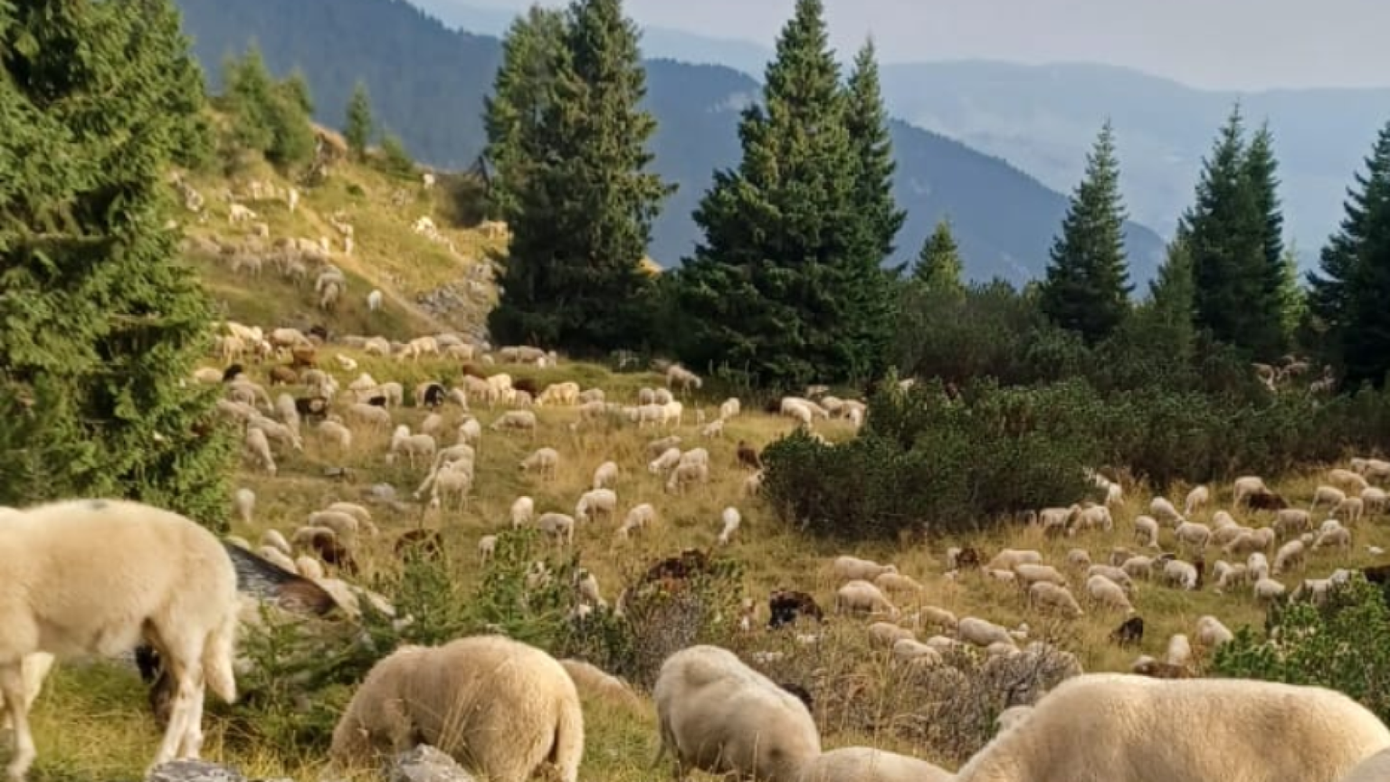 Se il pastore può essere anche un mestiere per giovani