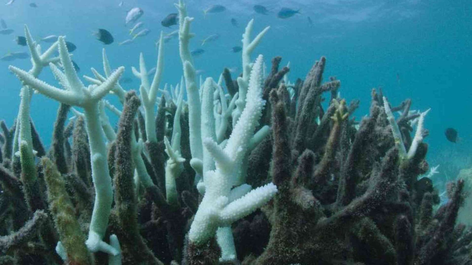 I consumi eccessivi dei ricchi sono un pericolo per le specie viventi