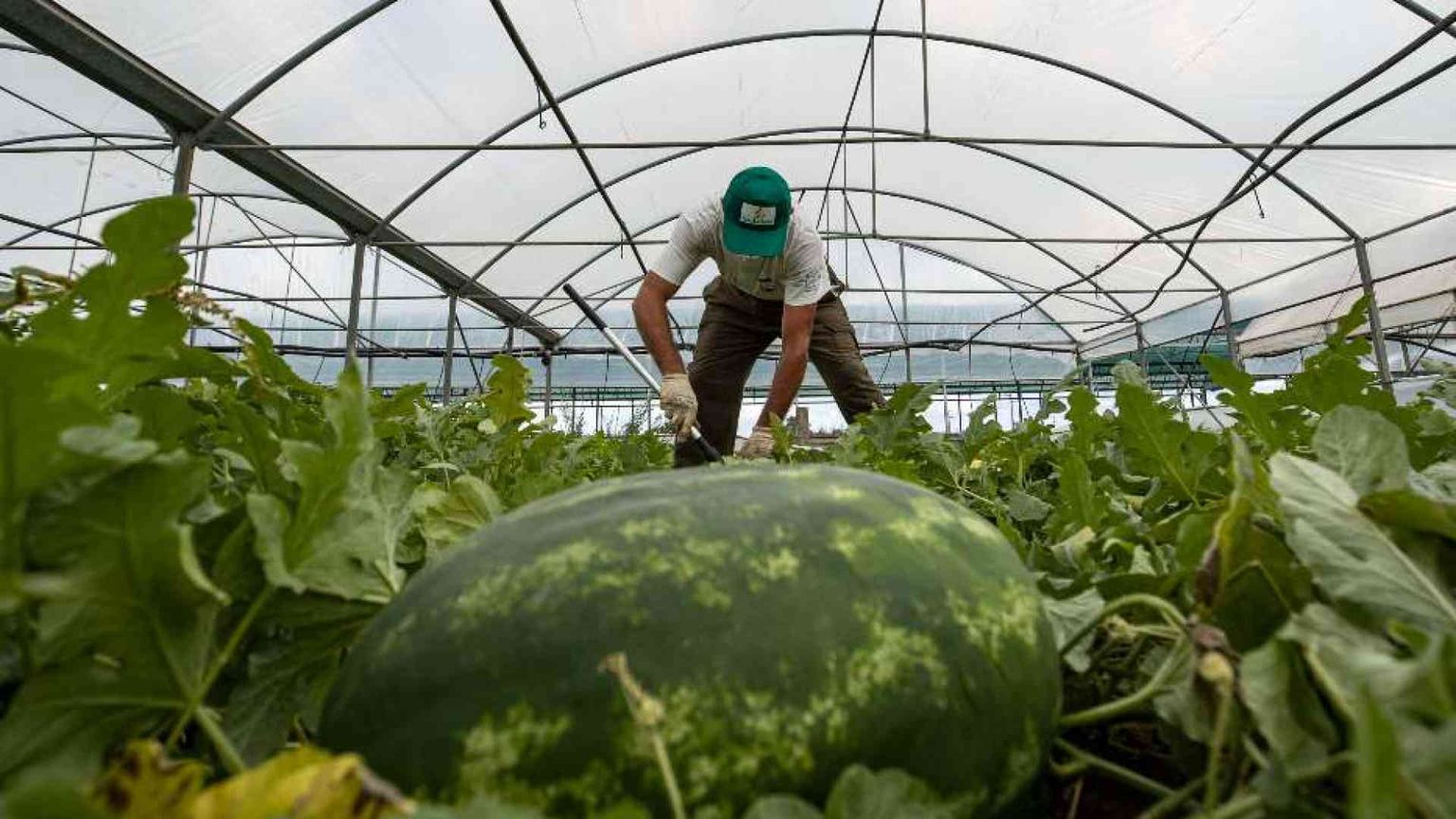 Lavoratori domestici e agricoli, la regolarizzazione è infinita