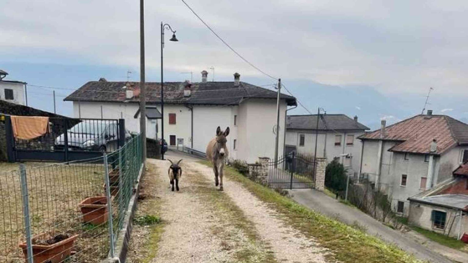 Racconto vero di Natale: gli animali spariscono dalla stalla. E ritornano...