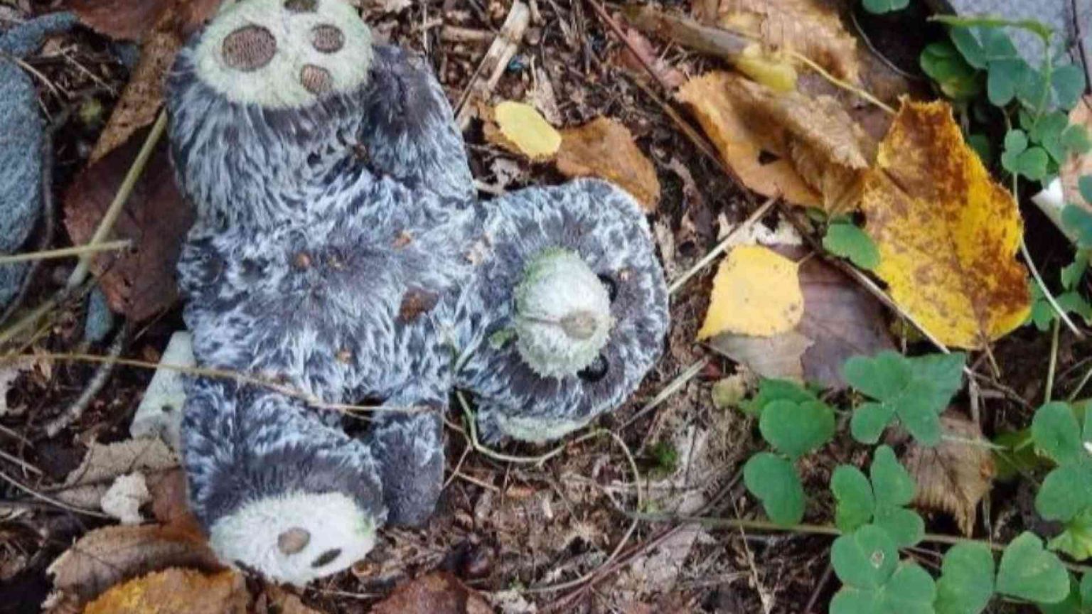 I profughi non sono tutti uguali. Ecco quelli che l'Europa rifiuta