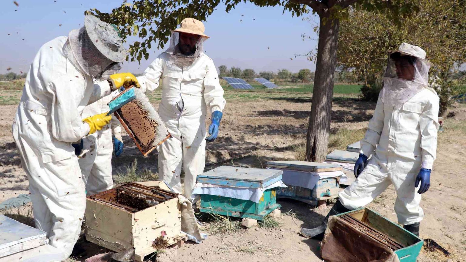 Approvato il primo vaccino per le api
