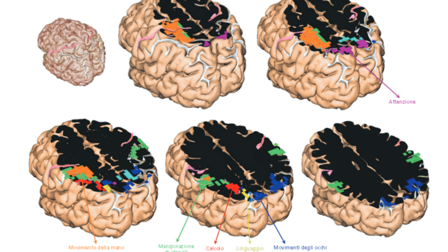 Ora le immagini “catturano” il cervello in funzione
