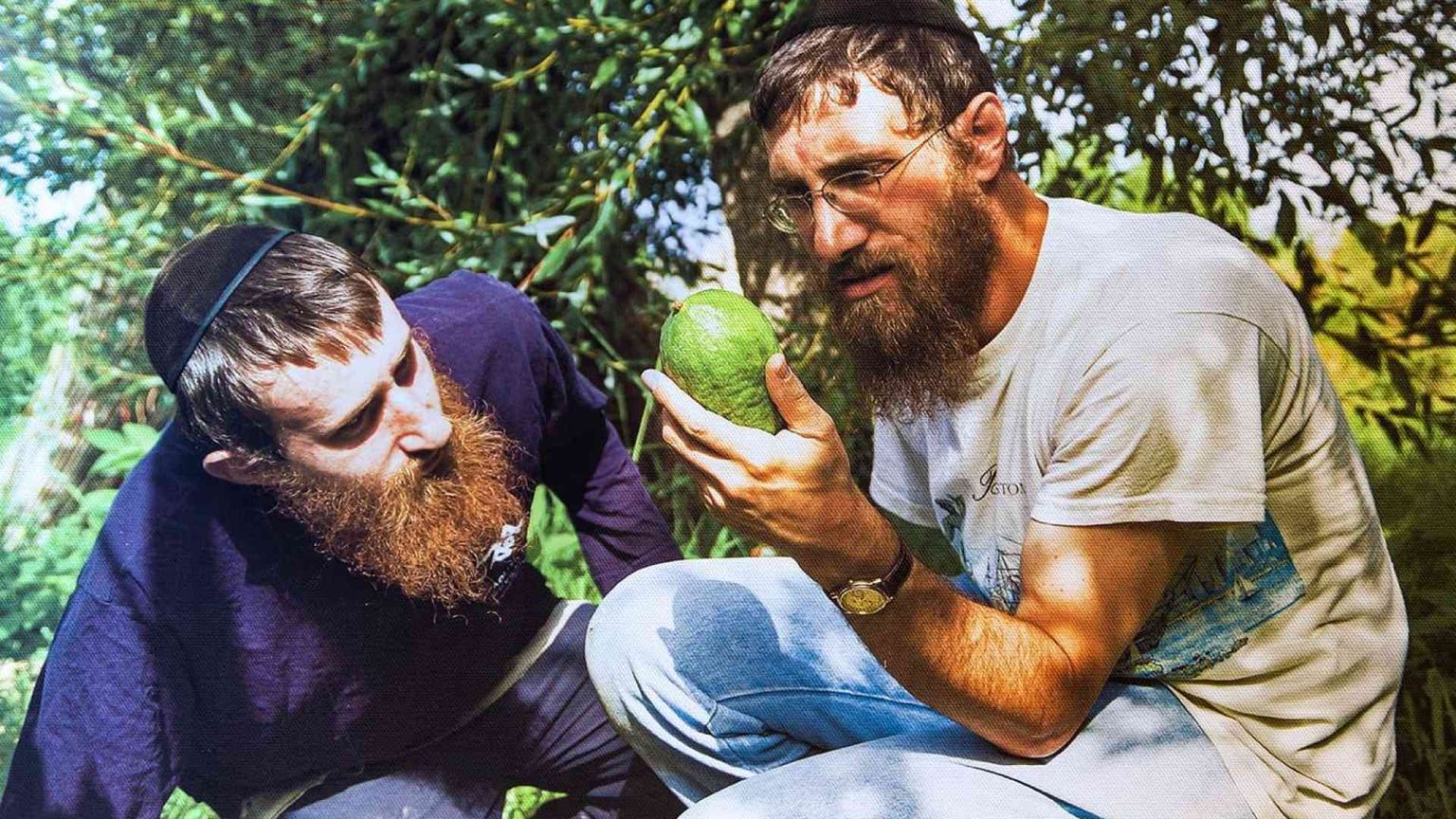 In Calabria rabbini da tutto il mondo per cercare il cedro perfetto