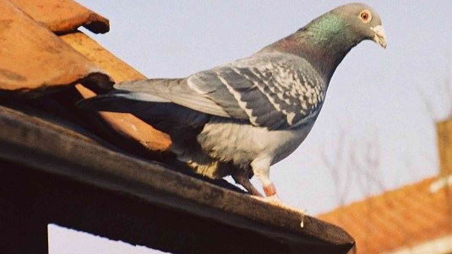 Piccione spacciatore arrestato in Canada: portava droga in carcere