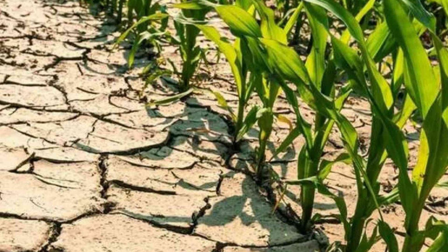 Perché anche se sta piovendo la siccità è un grosso problema