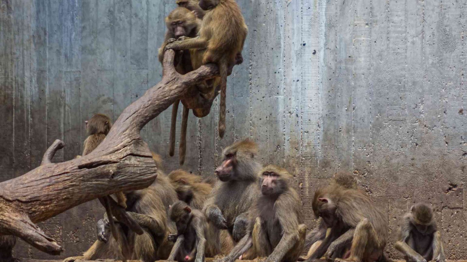 Nessuno sta solo sul cuore della terra: chiedetelo ai babbuini