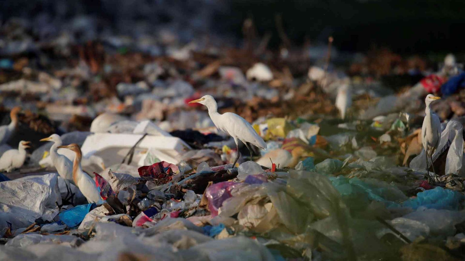 Giornata mondiale della Terra: domani iniziative in tutto il mondo