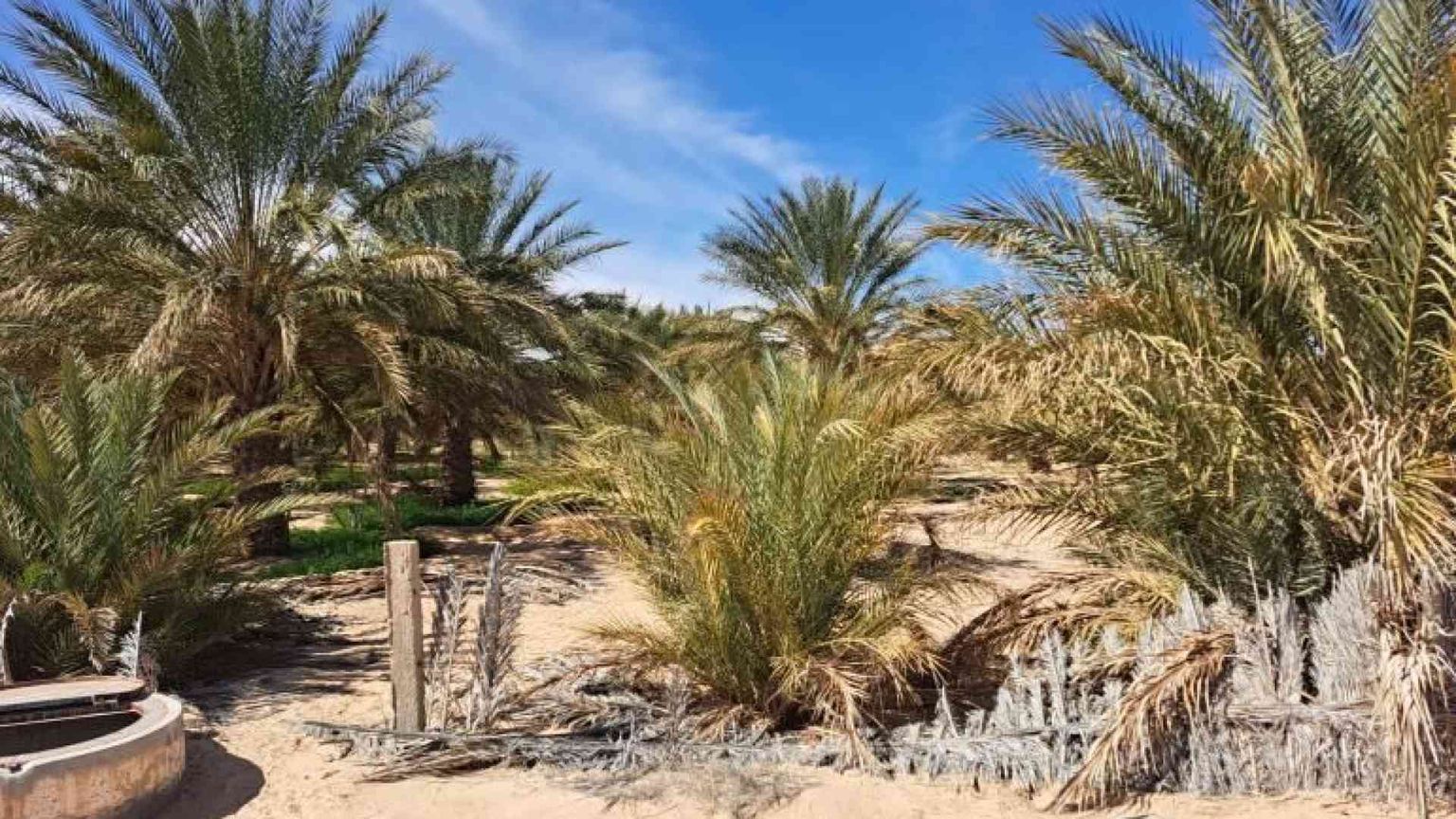 Tunisia, lo sviluppo non è un miraggio: oasi contro la crisi idrica