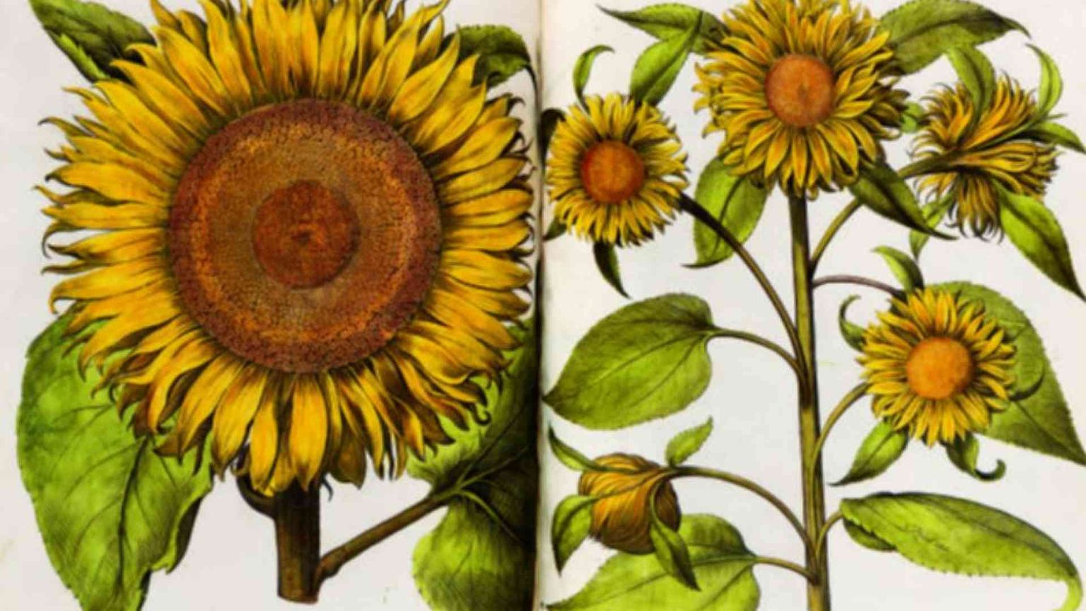 "Rara Herbaria": i semi della scienza fioriti grazie al disegno