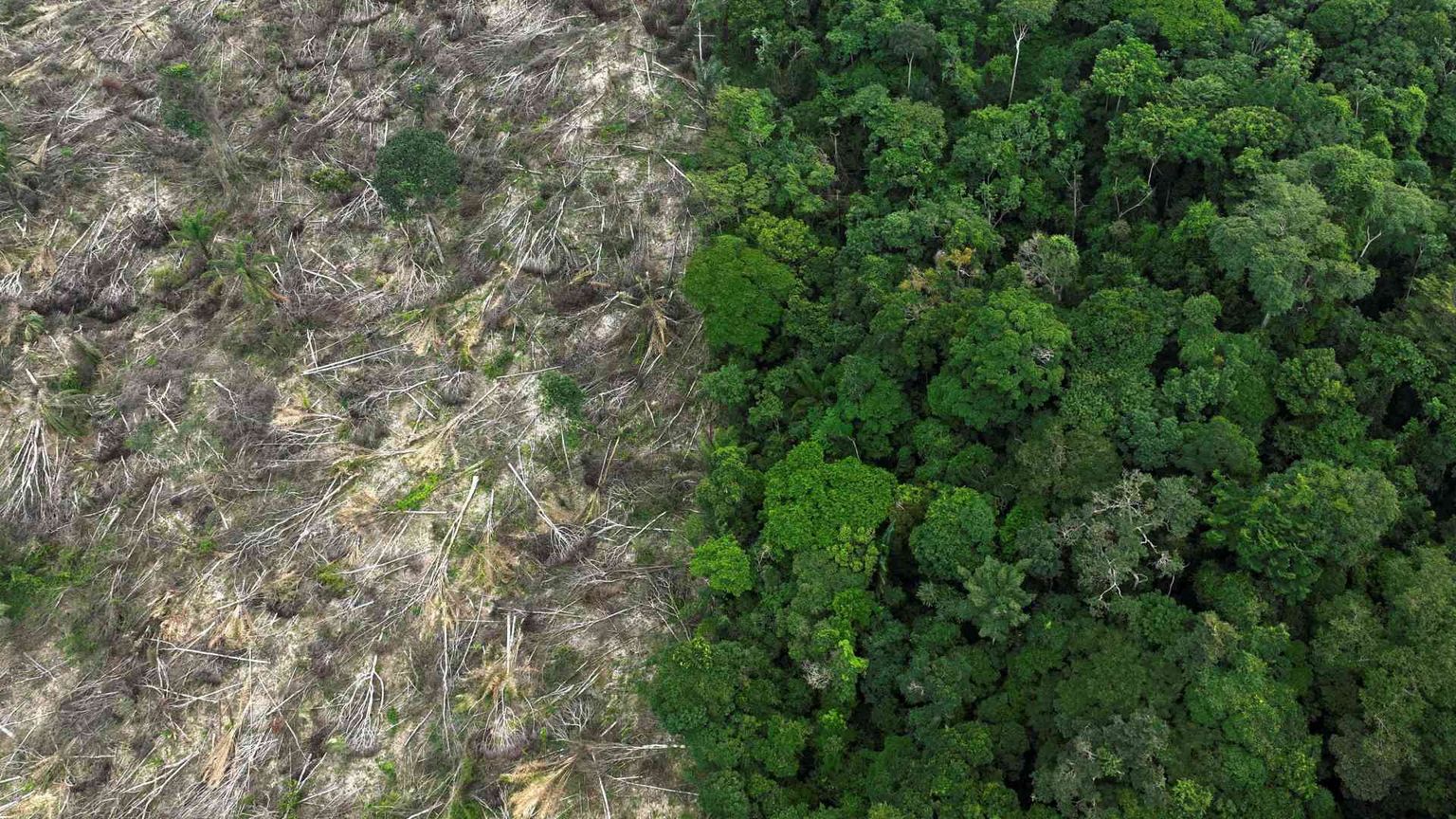 La strage dell'Amazzonia: nell'era Bolsonaro abbattuti 21 alberi al secondo
