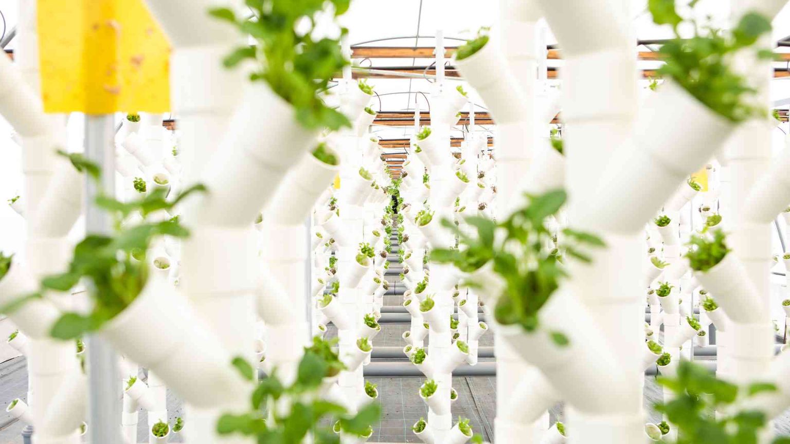 L'acquaponica di The Circle contro l'insicurezza alimentare