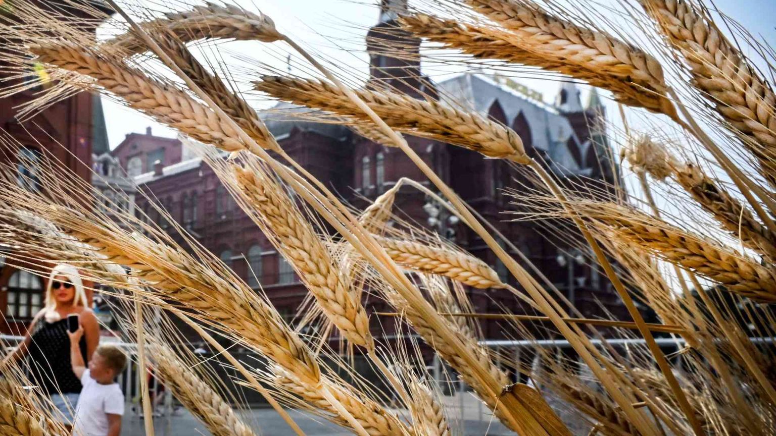 La denuncia di Oxfam: «Ai poveri solo il 3% del grano ucraino»