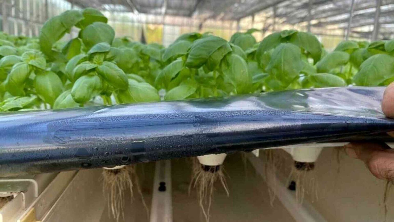 Ecco come coltivare con poca acqua ed energia