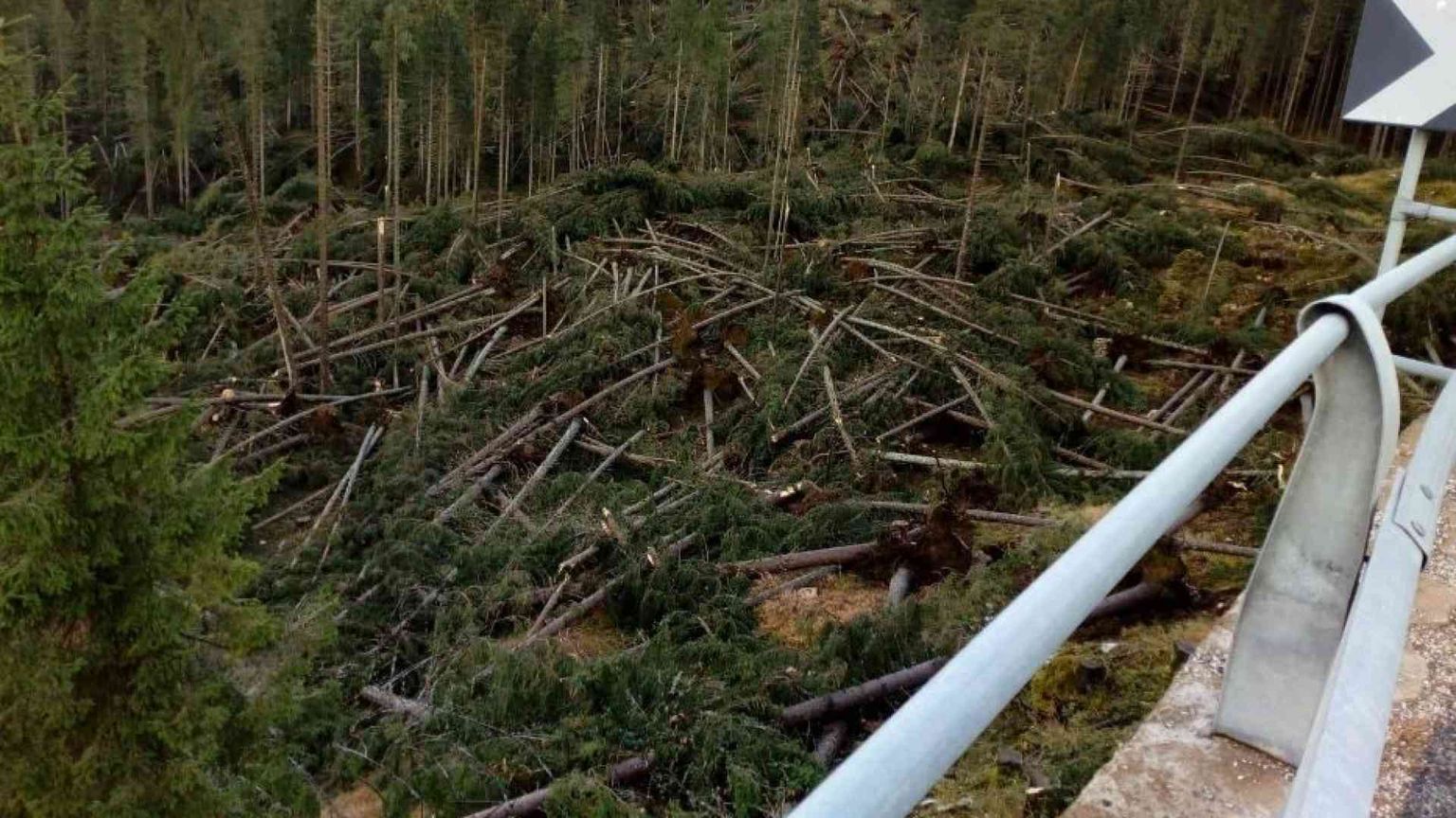 Tempeste, incendi, bostrico... Come tutelare le nostre foreste