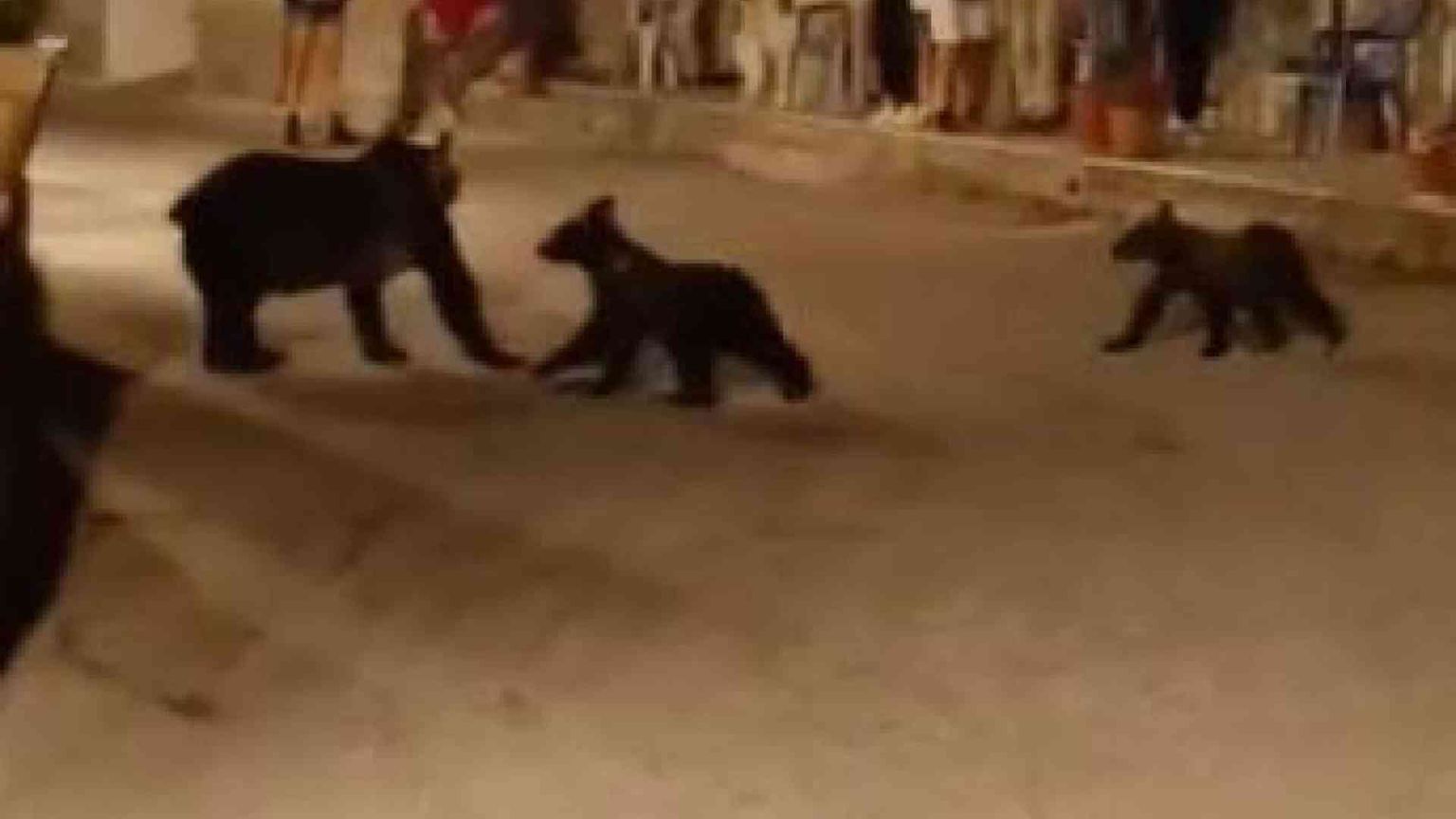 Uccisa a fucilate l'orsa Amarena. Era il simbolo del Parco nazionale