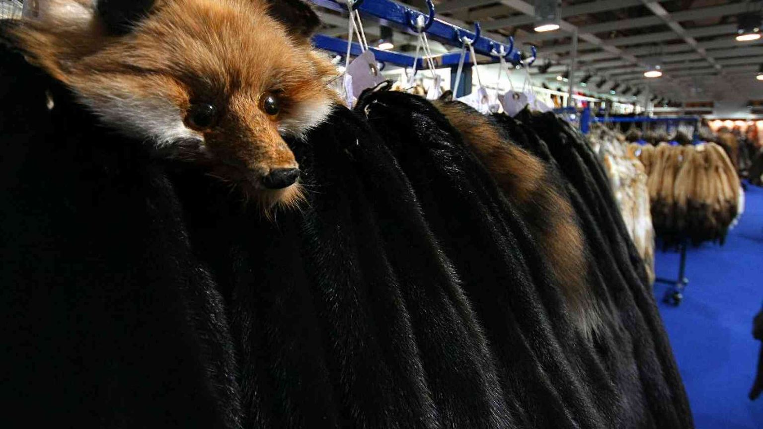 Il gruppo Aeffe annuncia lo stop all'uso delle pellicce