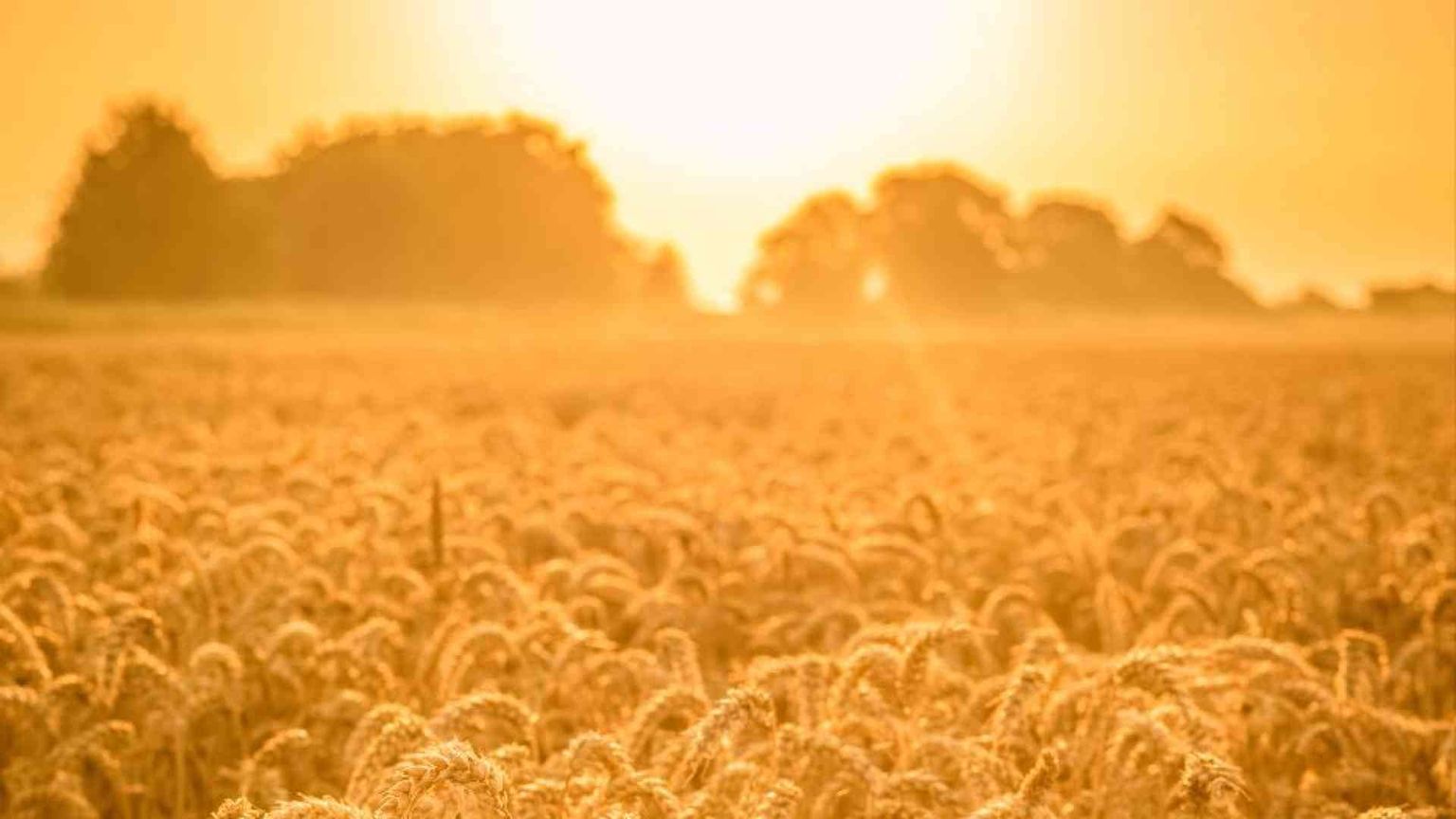 Quell'altra economia del grano solidale