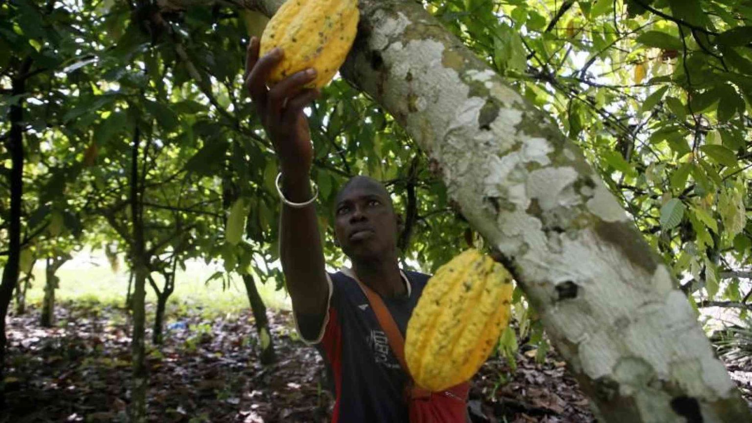 Cacao, retrogusto dolce-amaro: «Più diritti e reddito per i contadini»