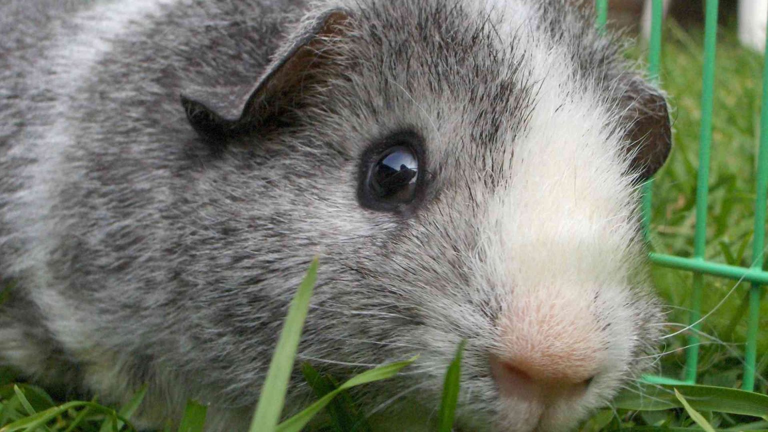 Un criceto da salvare: in cerca di alternative alle cavie da laboratorio
