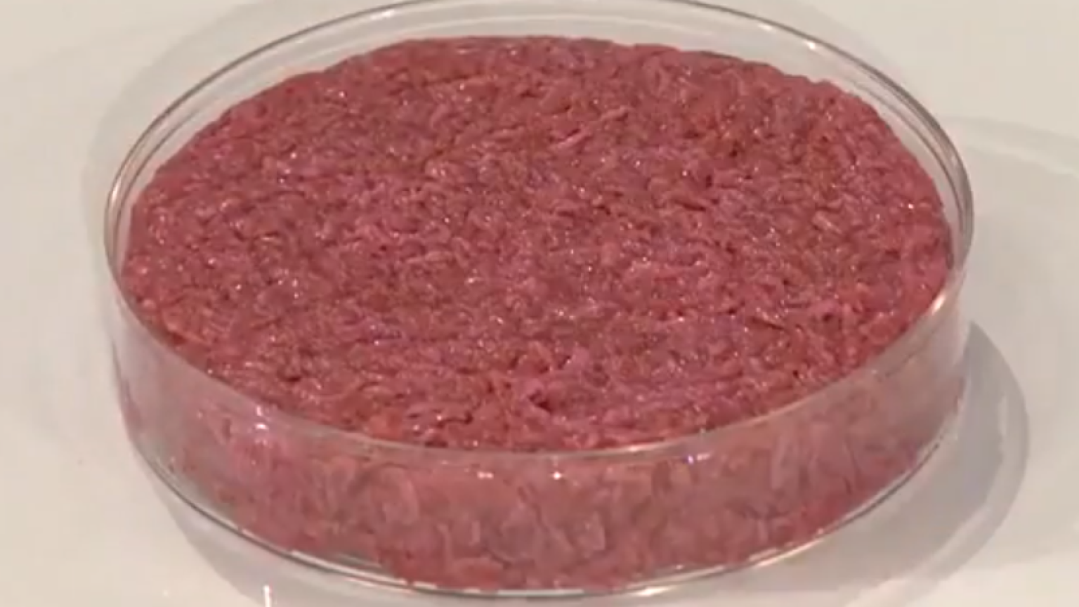 In arrivo la carne coltivata per cani e gatti. Italia pronta a blindarsi