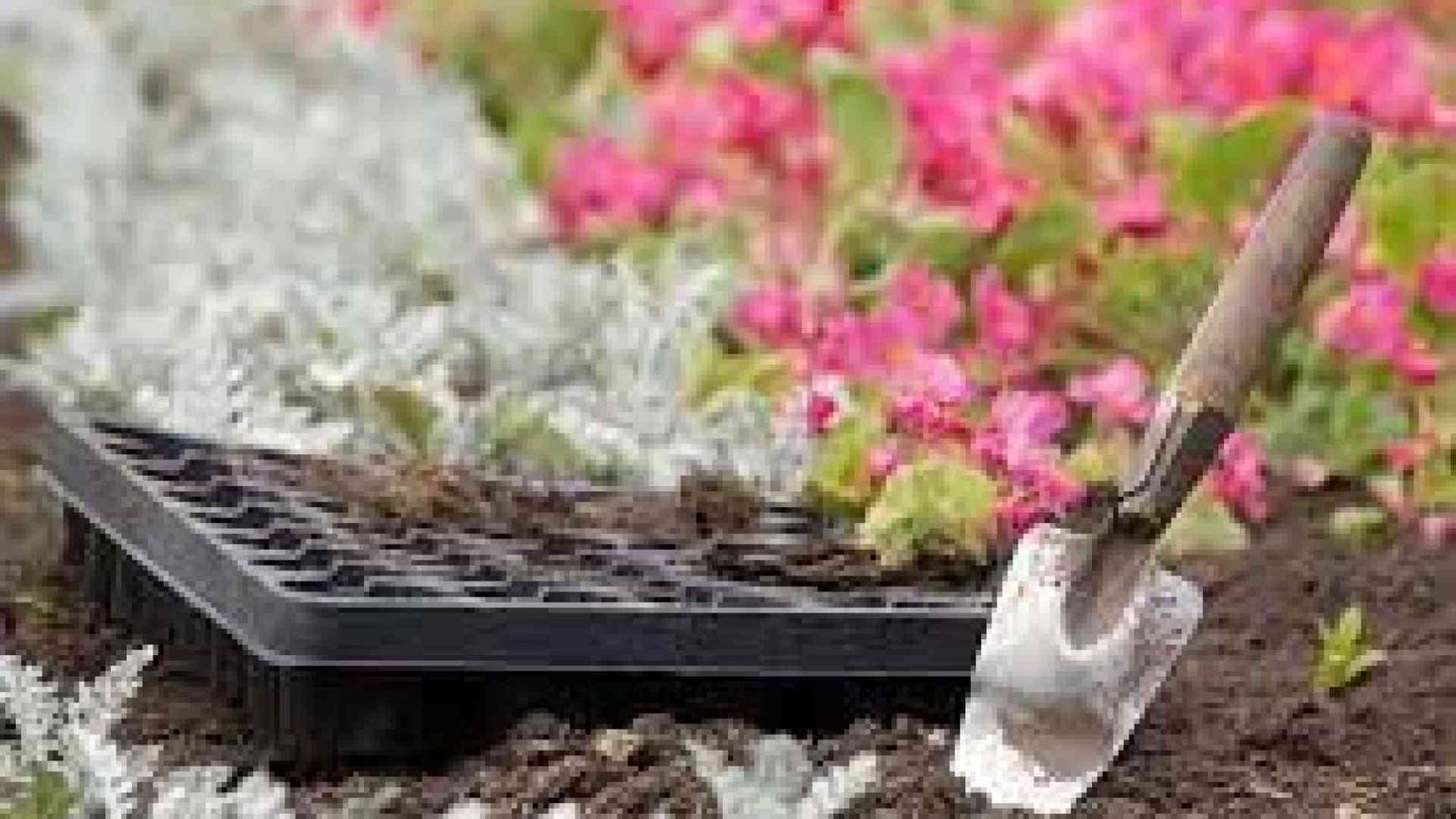 Mettete dei fiori nei vostri cannoni