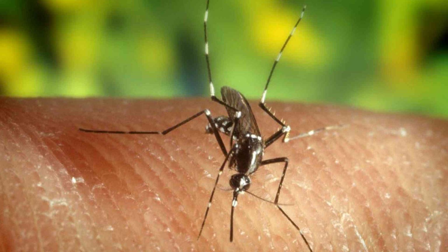 Il caldo aumenta il rischio di Dengue in Italia. Le indicazioni del Ministero