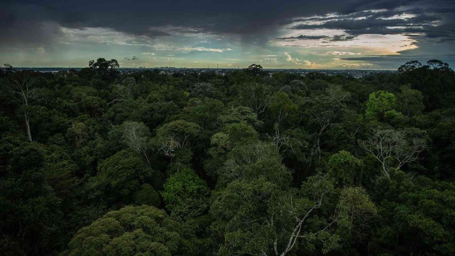 Uno stress test per l'Amazzonia: alla prova il polmone della Terra